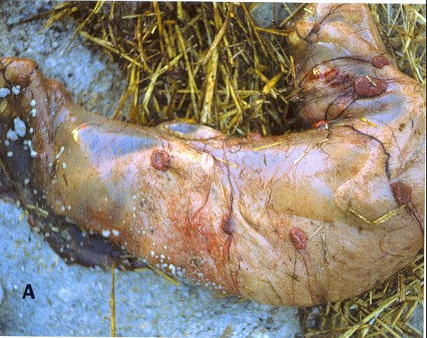 gross appearance of abortion due to Chlamydophila abortus